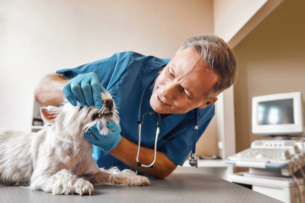 Best Emergency Denture Repair in Meadow Lake, NM